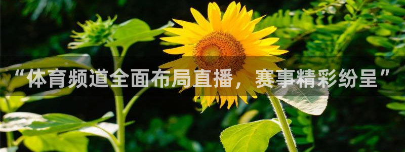 jrkan nba直播：“体育频道全面布局直播，赛事精彩纷呈”